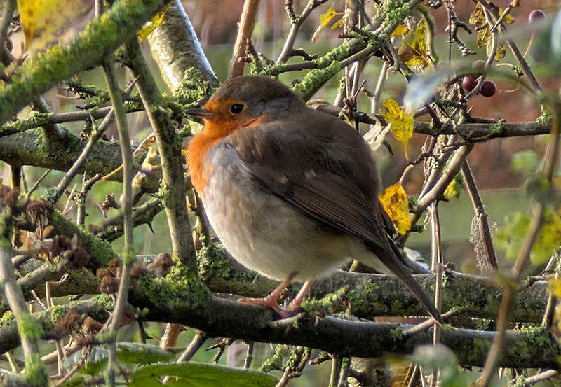 Lonely Robin